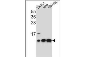 COX6B1 Antibody (C-term) (ABIN656270 and ABIN2845582) western blot analysis in ZR-75-1,A549,NCI- cell line lysates (35 μg/lane). (COX6B1 antibody  (C-Term))