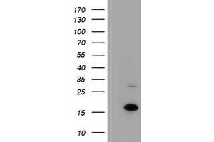 HEK293T cells were transfected with the pCMV6-ENTRY control (Left lane) or pCMV6-ENTRY CHCHD5 (Right lane) cDNA for 48 hrs and lysed. (CHCHD5 antibody  (AA 1-110))