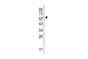 Western blot analysis of CYP8B1 Antibody (C-term) (ABIN652734 and ABIN2842486) in K562 cell line lysates (35 μg/lane). (CYP8B1 antibody  (C-Term))