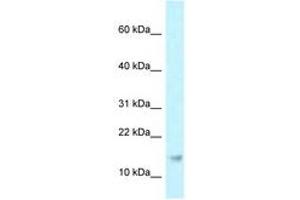 Image no. 1 for anti-Ribonuclease P/MRP 21kDa Subunit (RPP21) (AA 69-118) antibody (ABIN6747773) (RPP21 antibody  (AA 69-118))
