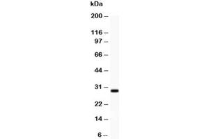 Western blot testing of BDNF antibody (0. (BDNF antibody  (AA 129-247))