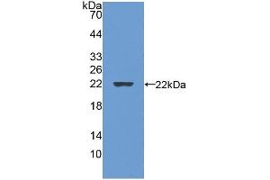 Western Blotting (WB) image for Gremlin 1 (GREM1) (Active) protein (ABIN6119725)