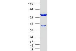 Validation with Western Blot (TTLL12 Protein (Myc-DYKDDDDK Tag))