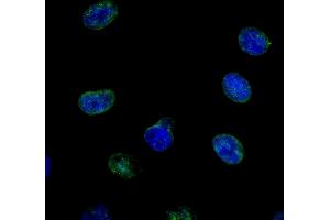 Immunofluorescence (IF) image for anti-Nucleoporin 214kDa (NUP214) (AA 1250-1300) antibody (ABIN7448921) (NUP214 antibody  (AA 1250-1300))