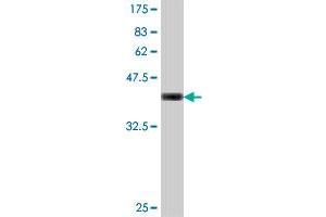 Western Blot detection against Immunogen (37. (GRIN1/NMDAR1 antibody  (AA 21-120))