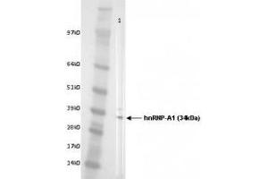 Image no. 2 for anti-Heterogeneous Nuclear Ribonucleoprotein A1 (HNRNPA1) antibody (ABIN108609) (HNRNPA1 antibody)