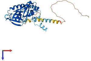 AlphaFold protein structure predicition of Human Recombinant SNUPN Protein, UniprotID O95149