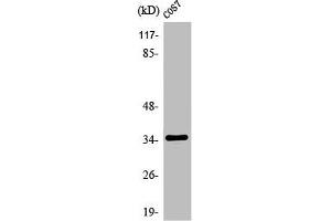 OR1A1 Antikörper  (C-Term)