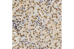 Immunohistochemistry of paraffin-embedded mouse kidney using Lamin A/C antibody. (Lamin A/C antibody)
