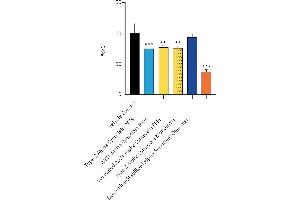 Evaluation of a-syn toxicity on primary mouse cortical neurons. (SNCA Protein (full length))