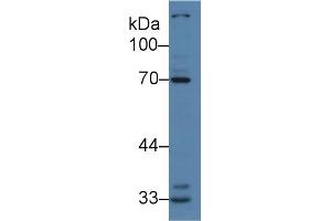 Western Blot; Sample: Human K562 cell lysate; Primary Ab: 2µg/ml Rabbit Anti-Human IRAK2 Antibody Second Ab: 0. (IRAK2 antibody  (AA 235-521))