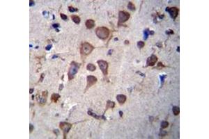 Immunohistochemistry analysis in human brain tissue using PIGA  Antibody  (C-term), followed by peroxidase conjugation of the secondary antibody and DAB staining. (PIGA antibody  (C-Term))