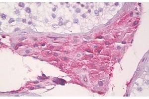 Anti-SAA4 antibody IHC staining of human testis, Leydig cells. (SAA4 antibody  (AA 81-130))