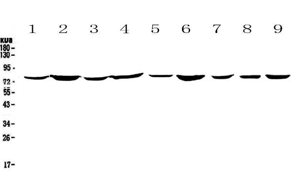 ANXA6 antibody  (AA 395-665)