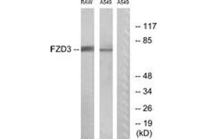 Western blot analysis of extracts from A549/RAW264. (FZD3 antibody  (AA 141-190))