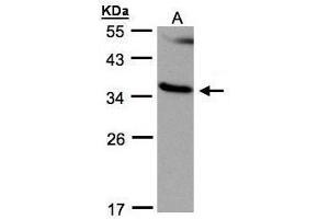 WB Image Sample(30 ug whole cell lysate) A:293T 12% SDS PAGE diluted at 1:500 (RASSF1 antibody  (Center))