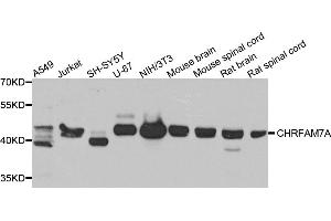 Western blot analysis of extracts of various cell lines, using CHRFAM7A antibody (ABIN5975203) at 1/1000 dilution. (CHRFAM7A antibody)