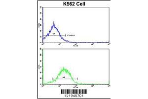 Flow cytometric analysis of K562 cells using IFNAR1 Antibody (bottom histogram) compared to a negative control cell (top histogram). (IFNAR1 antibody  (AA 162-188))