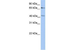 WB Suggested Anti-CHST13 Antibody Titration:  0. (CHST13 antibody  (N-Term))