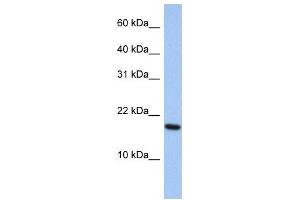 Western Blotting (WB) image for anti-ADP-Ribosylation Factor-Like 5A (ARL5A) antibody (ABIN2459954) (ARL5A antibody)