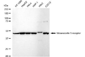 Western blotting analysis using Melanocortin 5 receptor antibody (ABIN7799355).