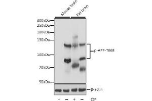 Western blot analysis of extracts of various cell lines, using Phospho-APP-T668 antibody (ABIN3019425, ABIN3019426, ABIN3019427 and ABIN6225358) at 1:1000 dilution. (APP antibody  (pThr668))