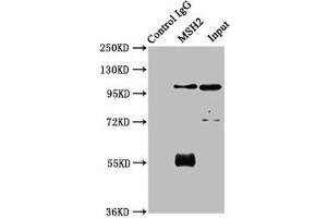 Immunoprecipitating MSH2 in 293 whole cell lysate Lane 1: Rabbit control IgG instead of ABIN7150205 in 293 whole cell lysate. (MSH2 antibody  (AA 2-254))