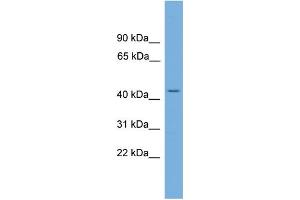 WB Suggested Anti-LUC7L Antibody Titration: 0. (LUC7L antibody  (N-Term))