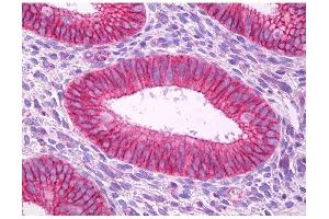 Image no. 1 for anti-Potassium Voltage-Gated Channel, Shaker-Related Subfamily, Member 5 (KCNA5) (C-Term) antibody (ABIN347243) (KCNA5 antibody  (C-Term))