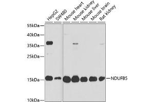 Western blot analysis of extracts of various cell lines, using NDUFB5 antibody  at 1:1000 dilution. (NDUFB5 antibody  (AA 100-189))