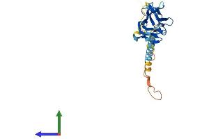AlphaFold protein structure predicition of Mouse Recombinant Tnfsf12 Protein, UniprotID O54907
