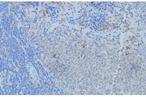 ABIN6277574 at 1/100 staining Human lymph node tissue by IHC-P. (NPC2 antibody  (N-Term))
