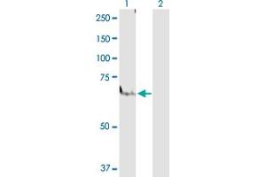 Western Blot analysis of PPARA expression in transfected 293T cell line by PPARA MaxPab polyclonal antibody. (PPARA antibody  (AA 1-468))