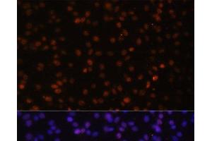 Immunofluorescence analysis of C6 cells using HTATSF1 Polyclonal Antibody at dilution of 1:100. (HTATSF1 antibody)