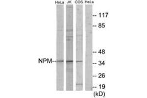 Western Blotting (WB) image for anti-Nucleophosmin (Nucleolar phosphoprotein B23, Numatrin) (NPM1) (AA 1-50) antibody (ABIN2889745) (NPM1 antibody  (AA 1-50))