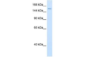 DHX9 antibody used at 0. (DHX9 antibody)