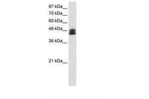 Image no. 1 for anti-Zinc Finger Protein 785 (ZNF785) (C-Term) antibody (ABIN6736189) (ZNF785 antibody  (C-Term))