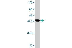 Western Blot detection against Immunogen (48. (RAB30 antibody  (AA 1-203))