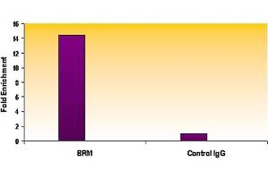 SMARCA2 / BRM antibody (mAb) tested by ChIP. (SMARCA2 antibody  (AA 48-214))