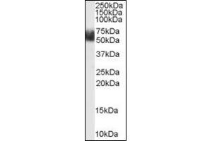 Image no. 2 for anti-F-Box and Leucine-Rich Repeat Protein 3 (FBXL3) (N-Term) antibody (ABIN372963)