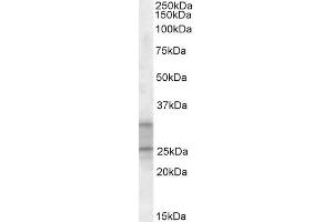 ABIN570998 (1µg/ml) staining of Human Heart lysate (35µg protein in RIPA buffer).
