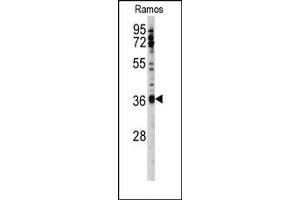 Image no. 1 for anti-U2 Small Nuclear RNA Auxiliary Factor 1 (U2AF1) (Middle Region) antibody (ABIN357970) (U2AF1 antibody  (Middle Region))