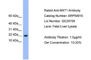 WB Suggested Anti-NXT1  Antibody Titration: 0. (NXT1 antibody  (N-Term))