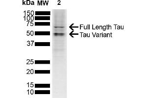 Western blot analysis of SH-SY5Y showing detection of ~45. (tau antibody  (FITC))
