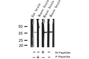 Western blot analysis of Phospho-Syntaxin 1A (Ser14) expression in various lysates (STX1A antibody  (pSer14))