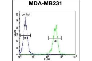 CYP2A7 Antibody (Center) (ABIN654434 and ABIN2844170) flow cytometric analysis of MDA-M cells (right histogram) compared to a negative control cell (left histogram).