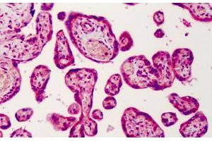 Human Placenta: Formalin-Fixed, Paraffin-Embedded (FFPE) (GNAS antibody  (AA 164-394))