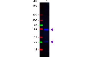 WB - Goat IgG (H&L) Antibody CY2 Conjugated Pre-Adsorbed Western Blot of Donkey anti-Goat IgG Cy2 Conjugated Antibody. (Donkey anti-Goat IgG Antibody (Cy2) - Preadsorbed)