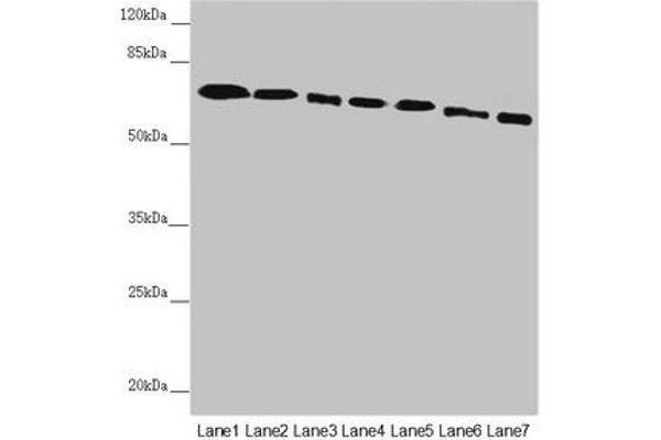 DYNC1I1 antibody  (AA 1-220)