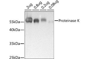 Western blot analysis of extracts of Proteinase K, using Proteinase K antibody (ABIN7269720) at 1:1000 dilution. (Proteinase K antibody)